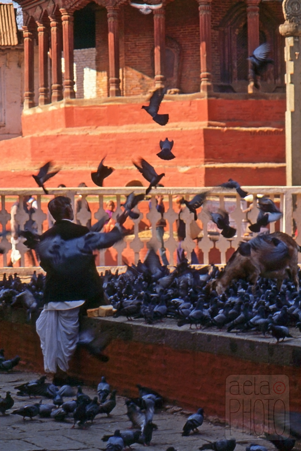 Feeding Pigeons Kathmandu 1984